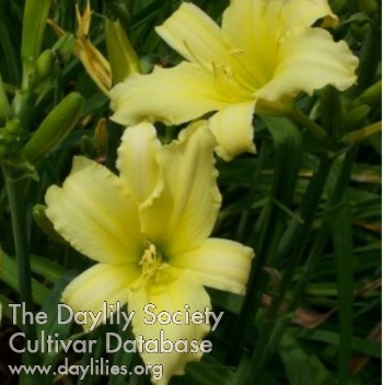 Daylily Cream Drop